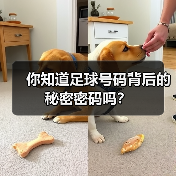 你知道足球号码背后的秘密密码吗?(图2) 你知道足球号码背后的秘密密码吗?(图2)